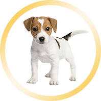 Ella - HTML Template