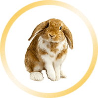 Ella - HTML Template