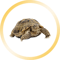 Ella - HTML Template