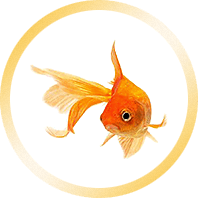 Ella - HTML Template