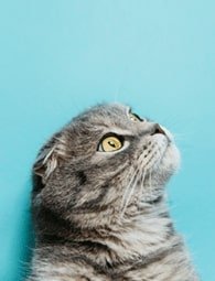 Ella - HTML Template